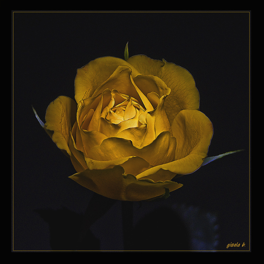 ...yellow rose