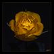 ...yellow rose