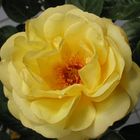 Yellow Rose