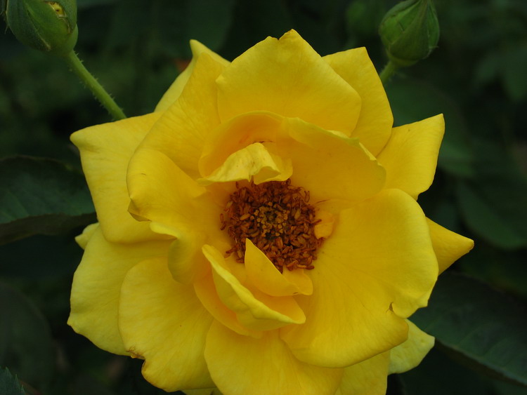 Yellow Rose ...