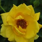 Yellow Rose ...