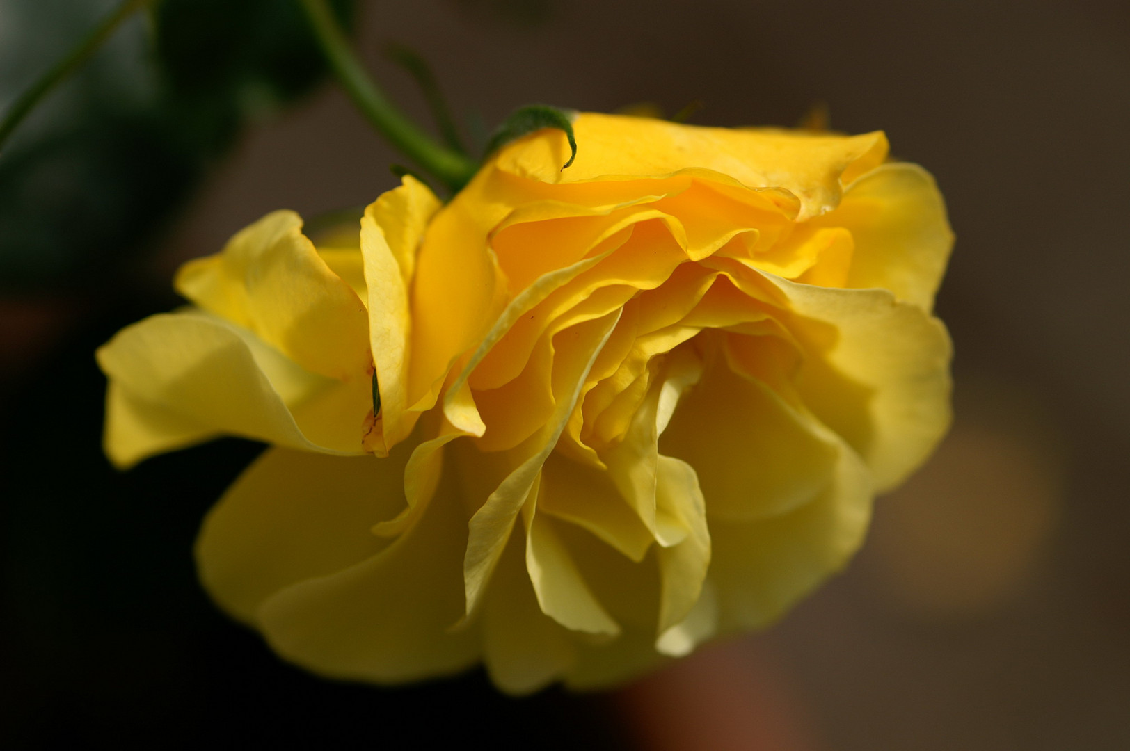 YELLOW ROSE