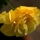 YELLOW ROSE