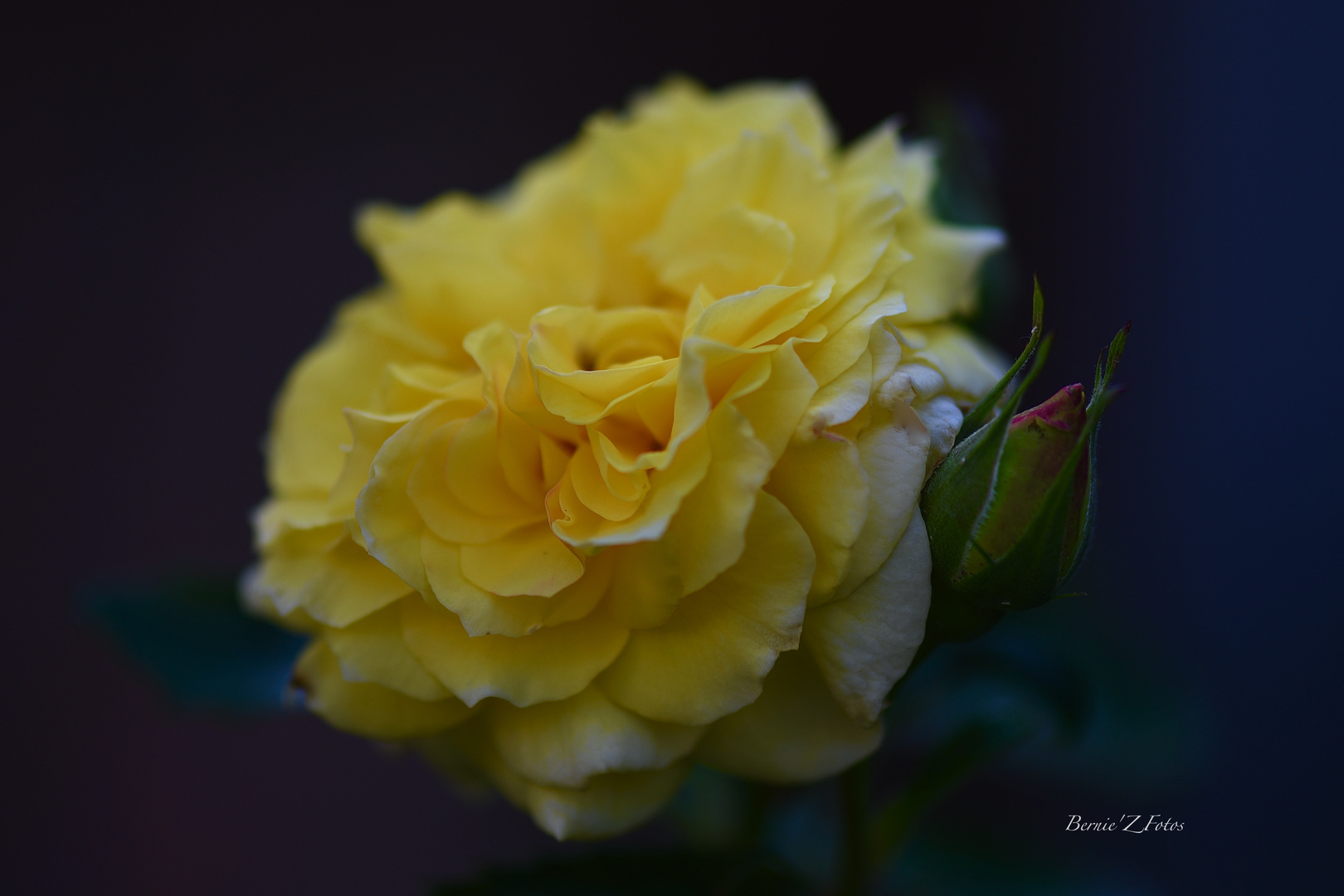 Yellow rose