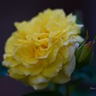 Yellow rose