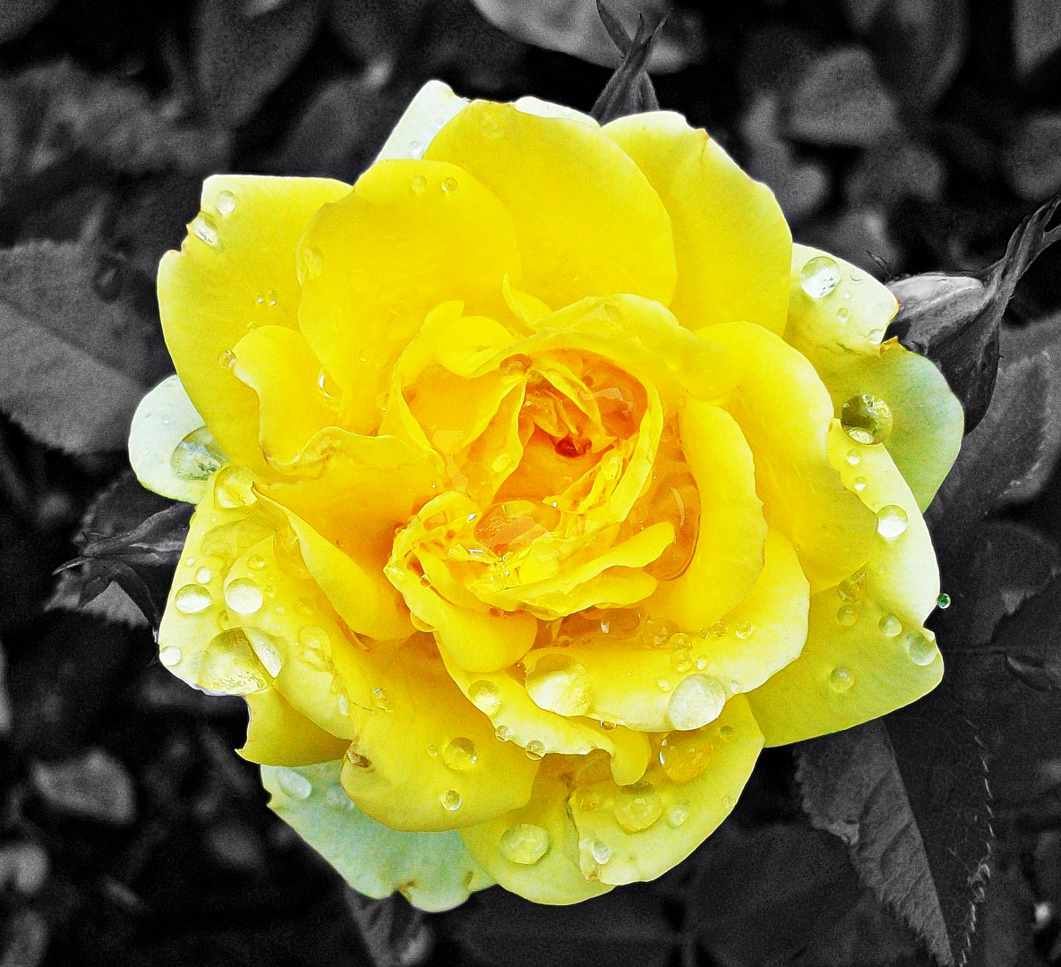 yellow rose