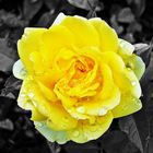 yellow rose