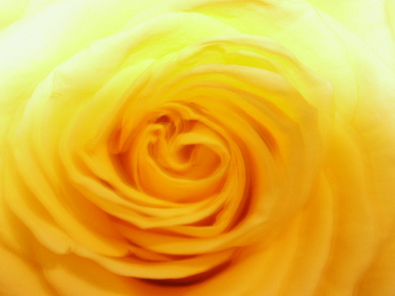 Yellow rose