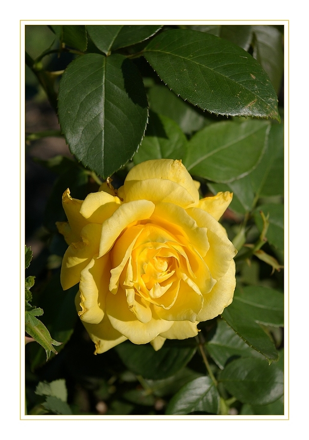 Yellow rose