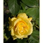 Yellow rose