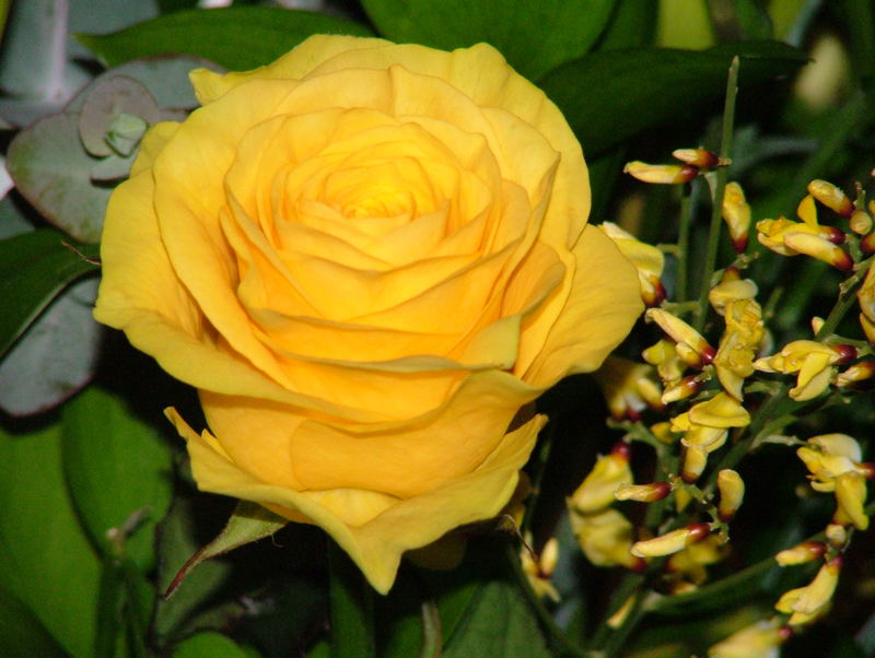 Yellow Rose