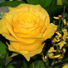 Yellow Rose