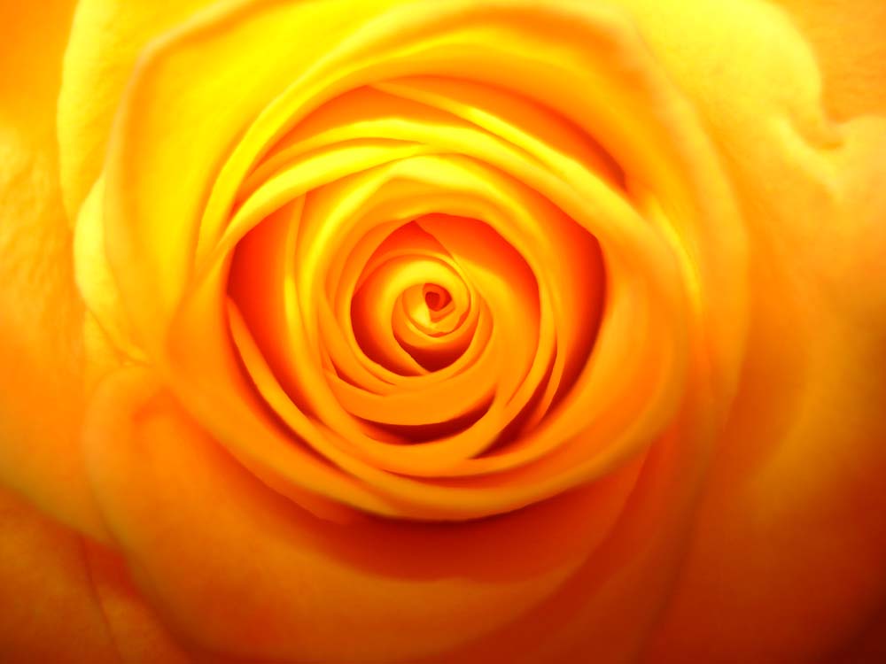 yellow rose