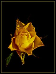 yellow rose