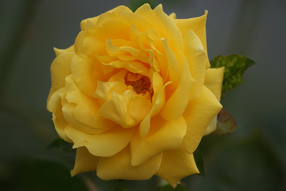 **yellow rose**