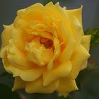 **yellow rose**