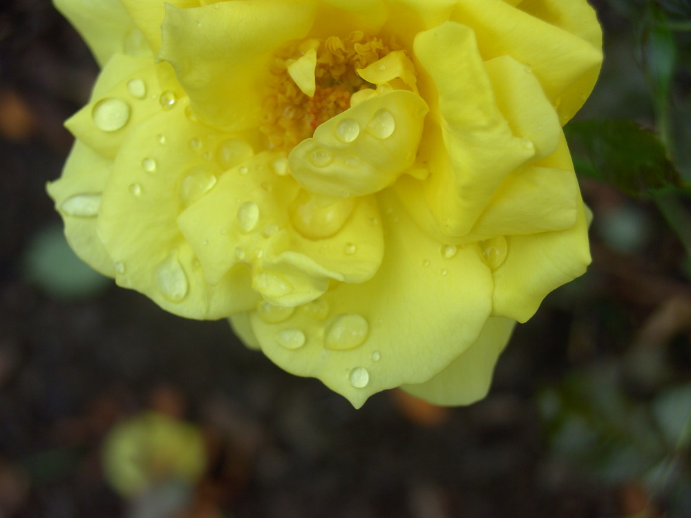 yellow rose