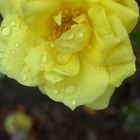 yellow rose