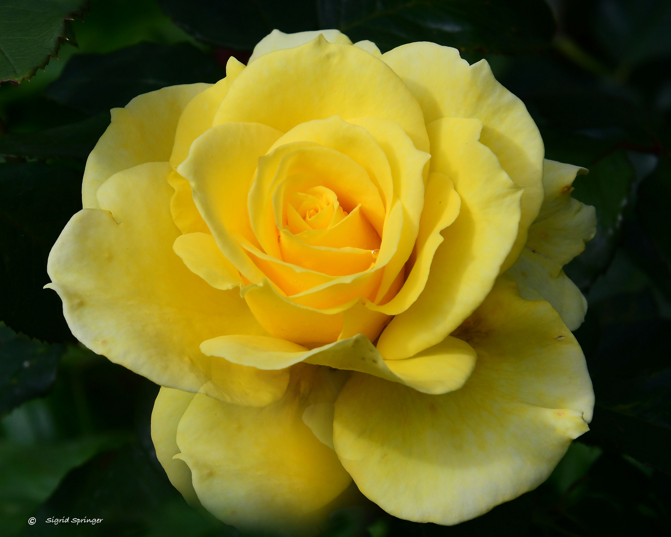 Yellow Rose 