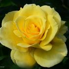 Yellow Rose 