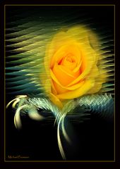 Yellow Rose