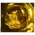 Yellow Rose