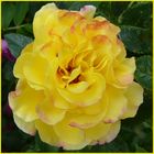 Yellow Rose