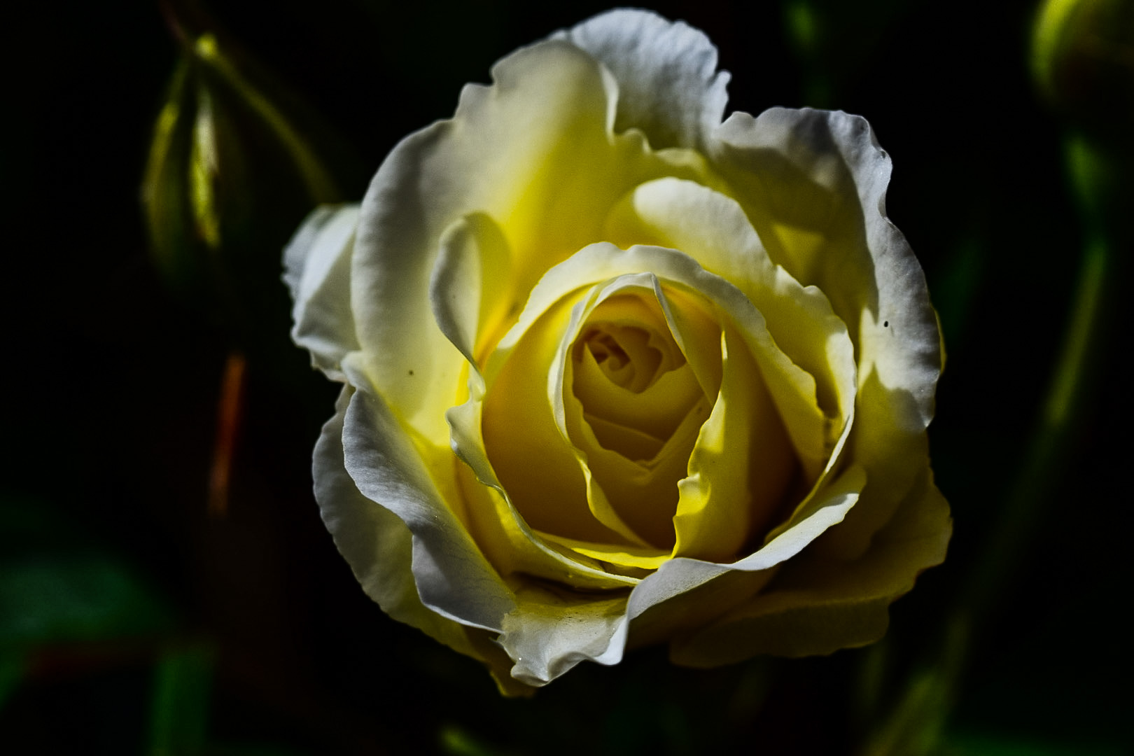 Yellow Rose