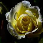 Yellow Rose