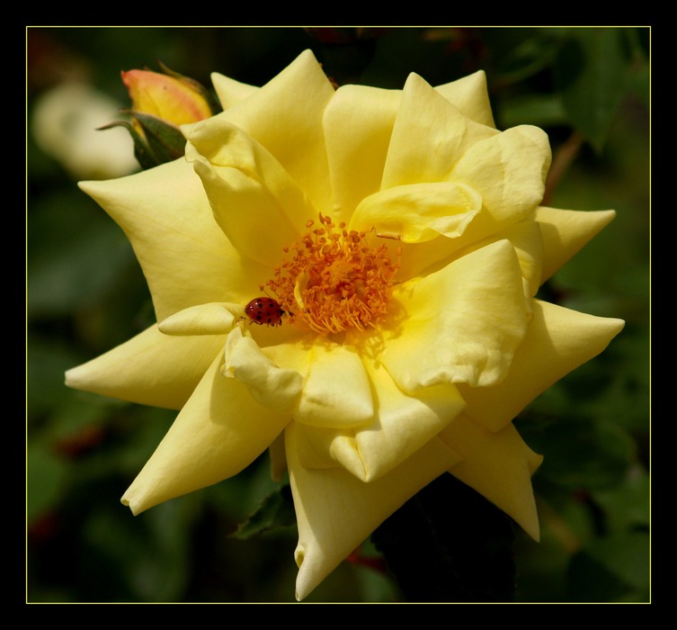 Yellow Rose