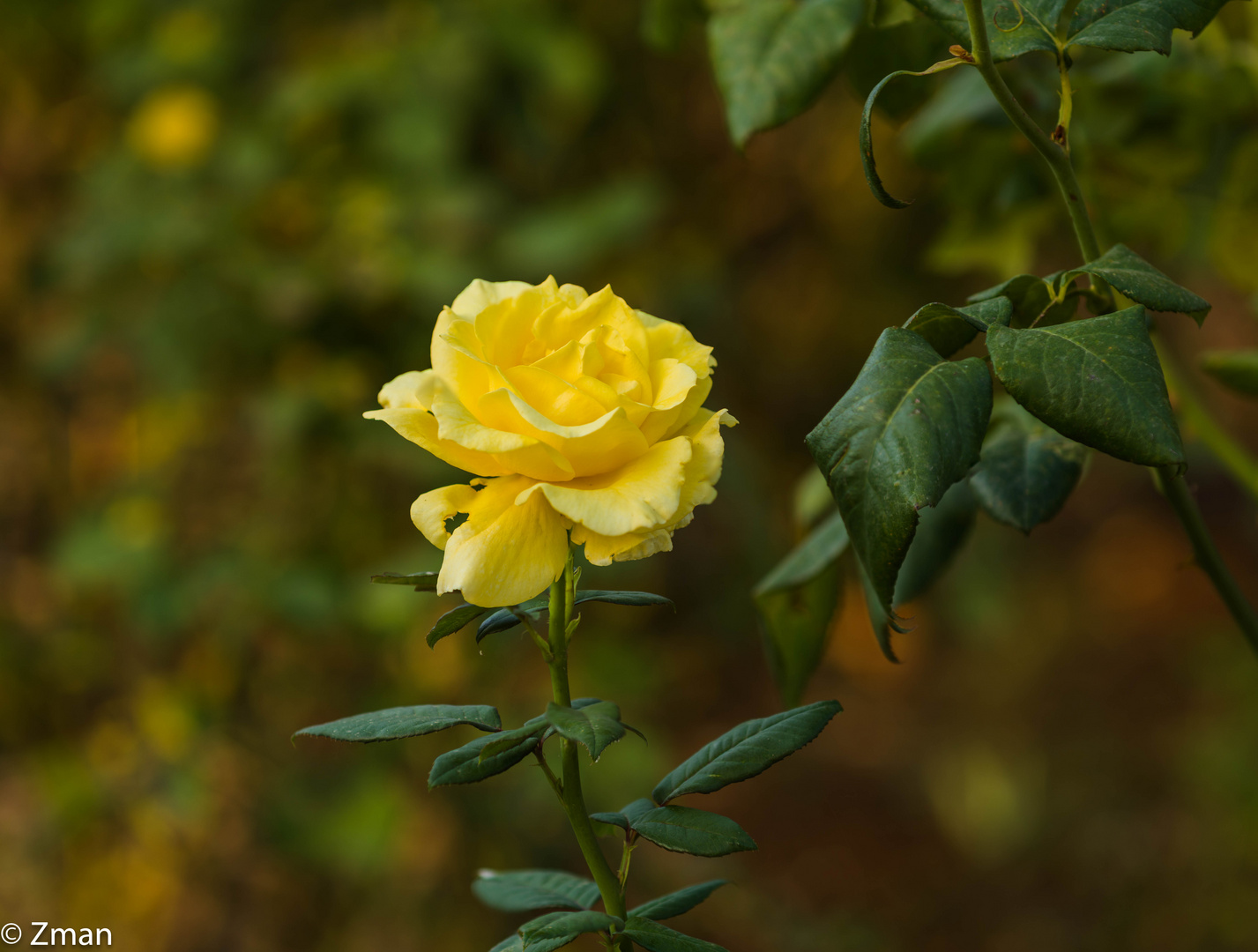 Yellow Rose