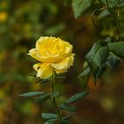 Yellow Rose