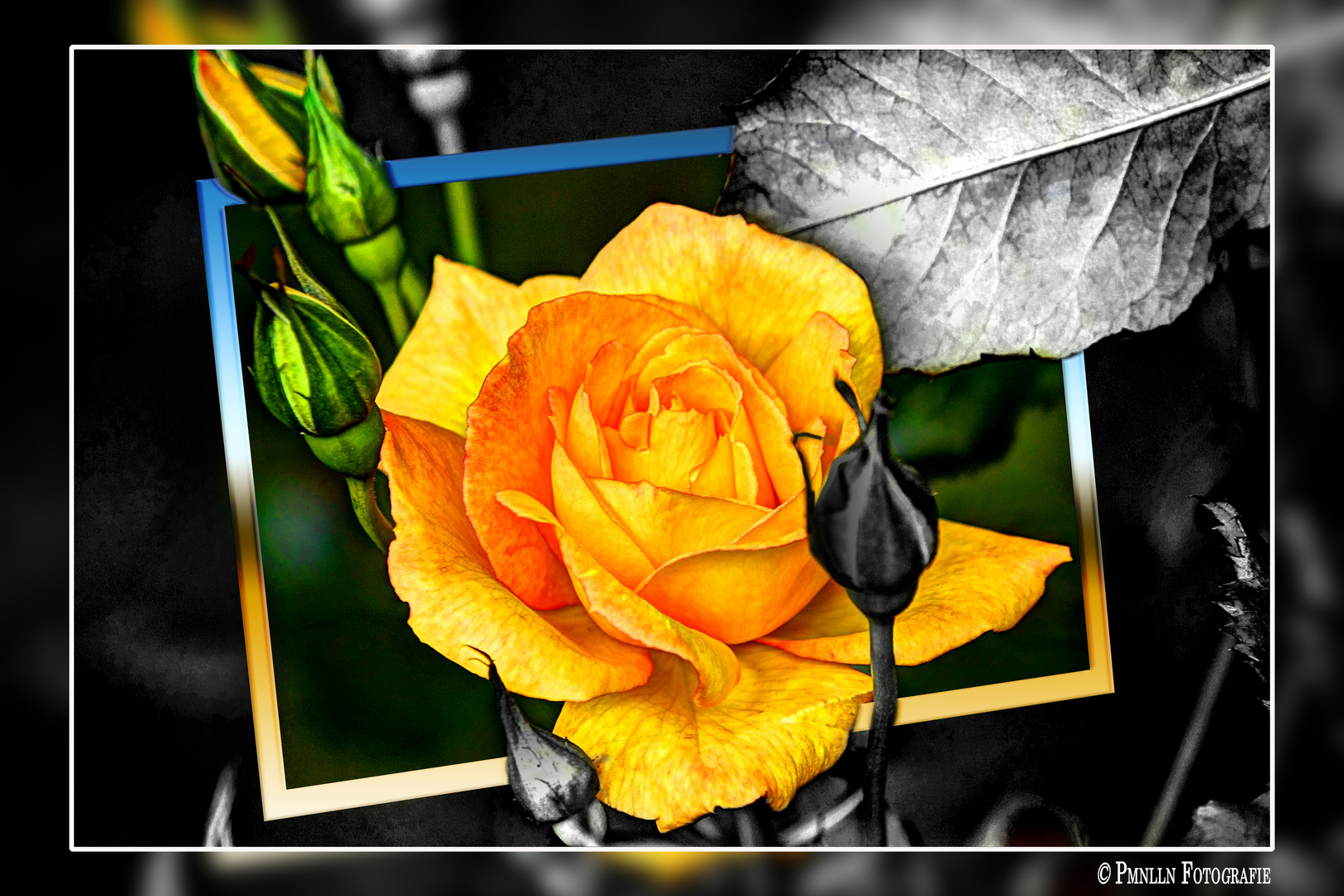 Yellow Rose