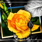 Yellow Rose