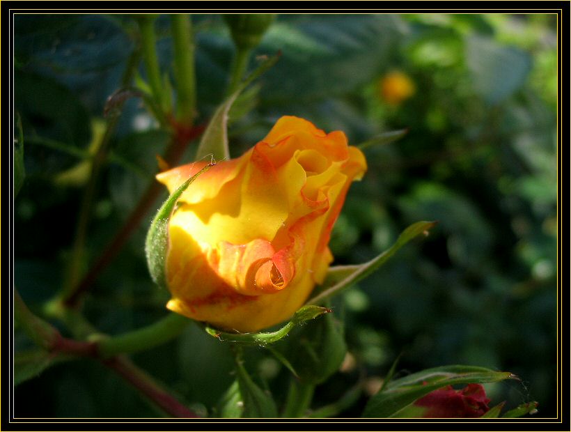 Yellow Rose