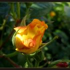 Yellow Rose