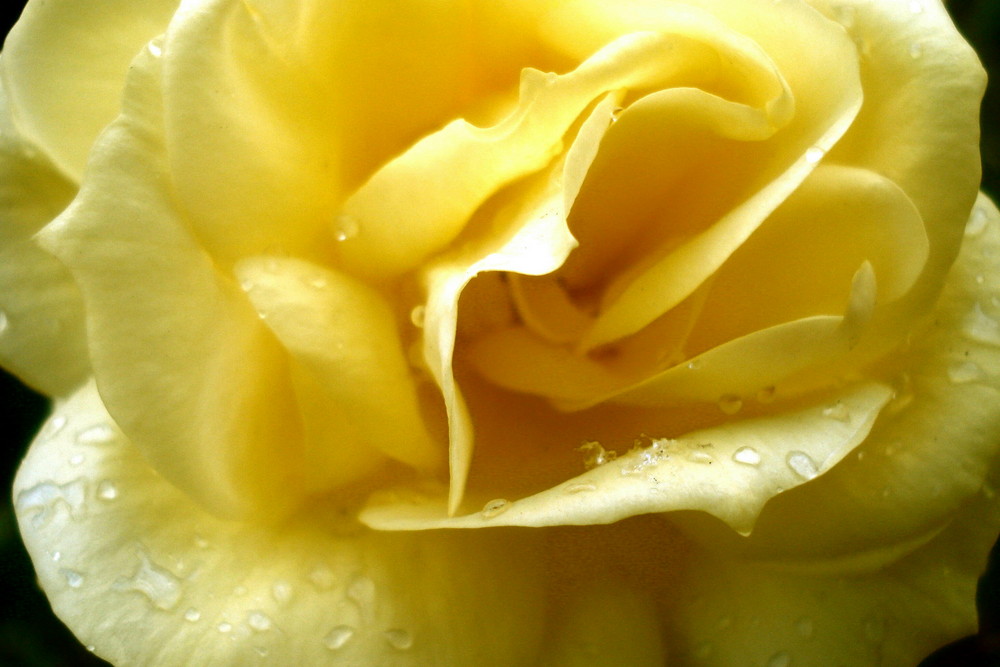 yellow rose