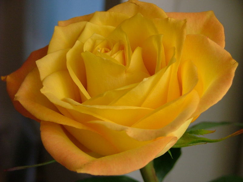 Yellow rose