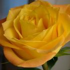 Yellow rose