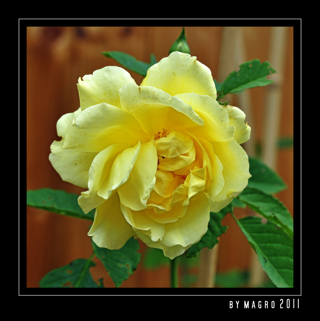 Yellow Rose