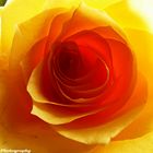 Yellow Rose