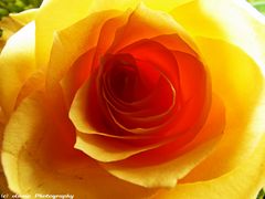 Yellow Rose