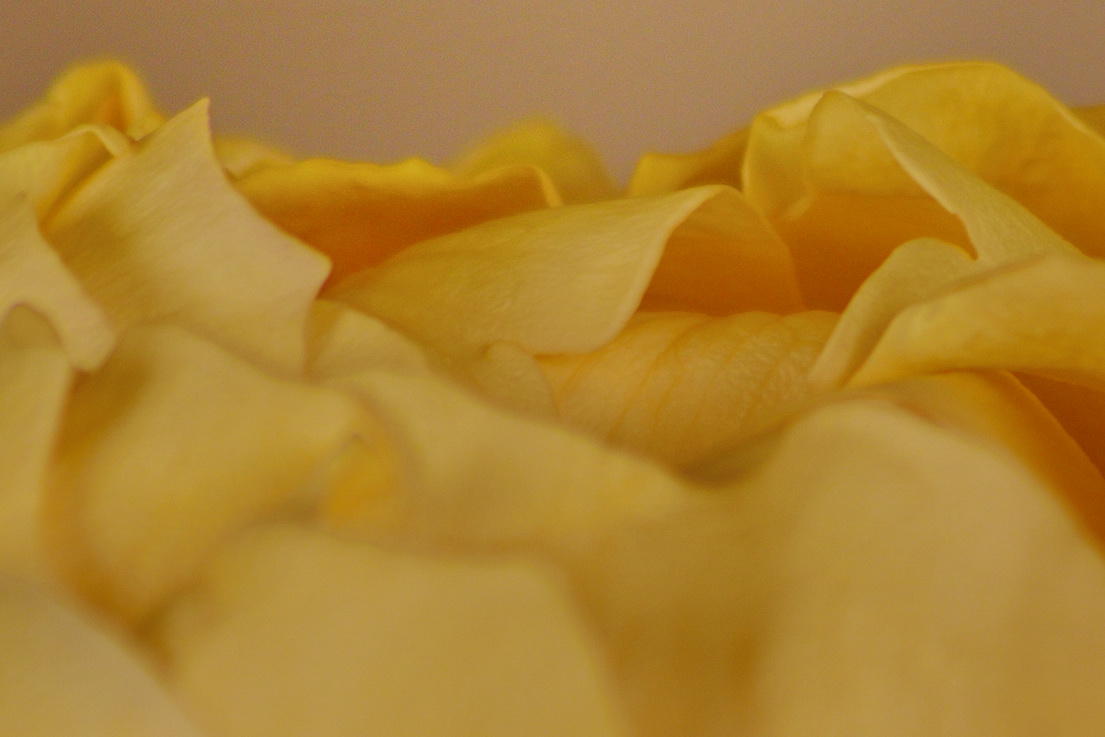 Yellow rose