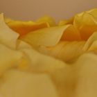 Yellow rose