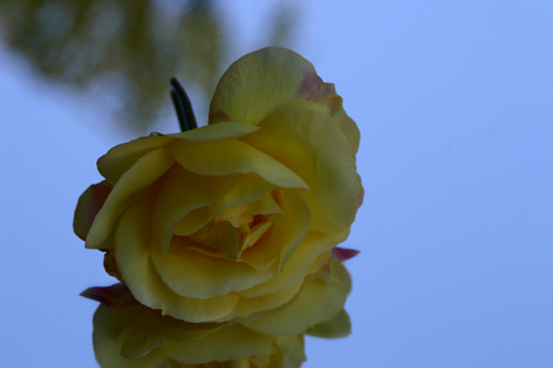 Yellow Rose