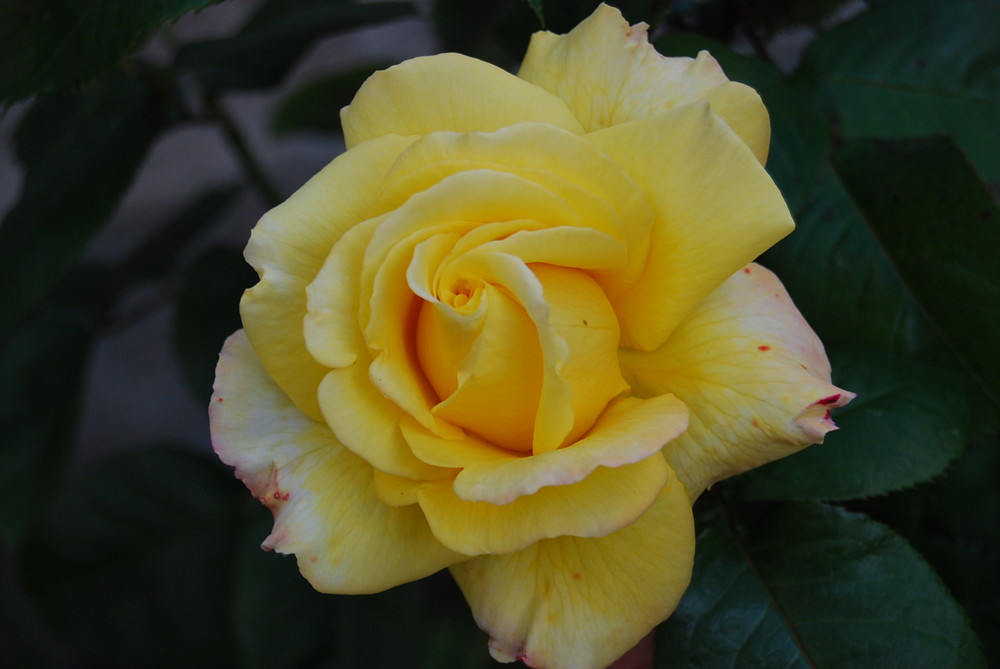 Yellow rose