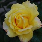 Yellow rose