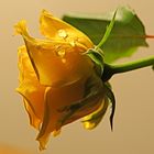 Yellow Rose