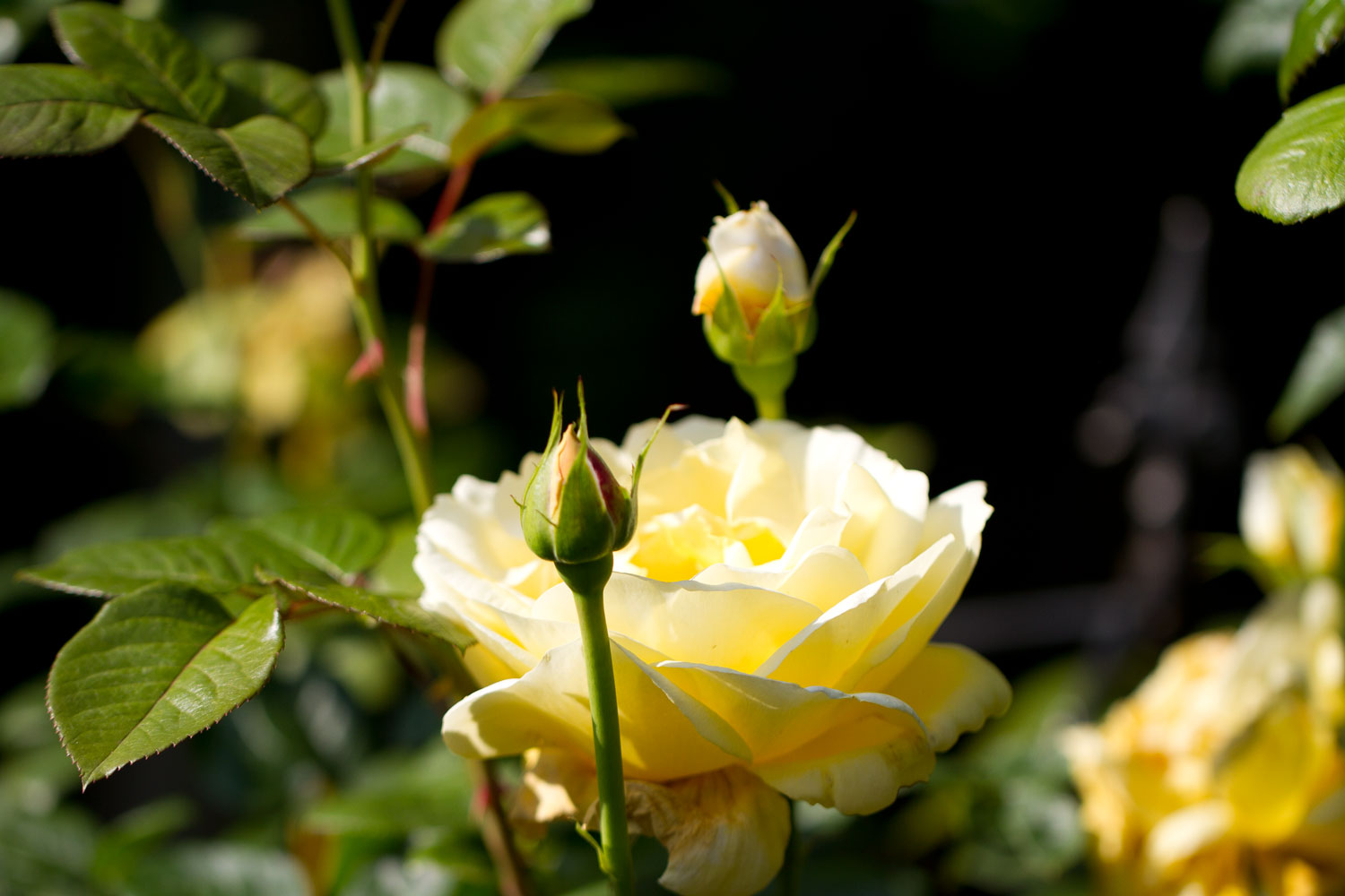 Yellow Rose