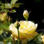 Yellow Rose